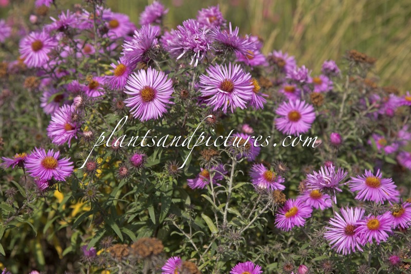 Aster novae-angliae ‘Barr’s Pink’