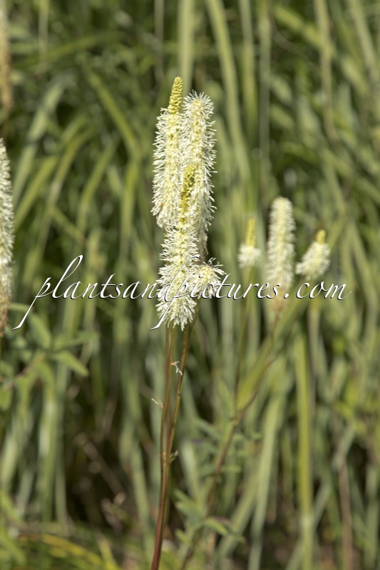 Sanguisorba canadensis