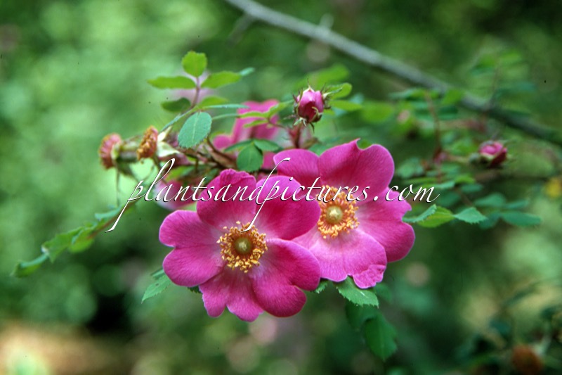 Rosa ‘Highdownensis’