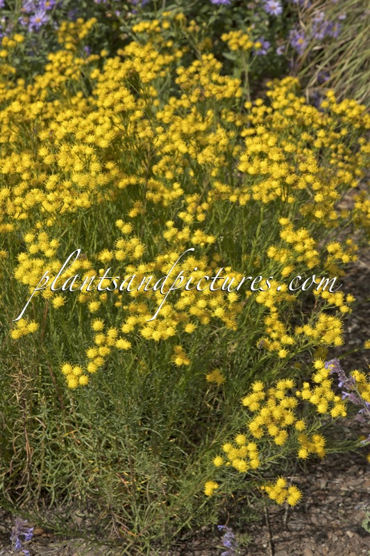 Aster linosyris