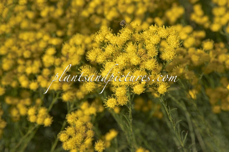 Aster linosyris