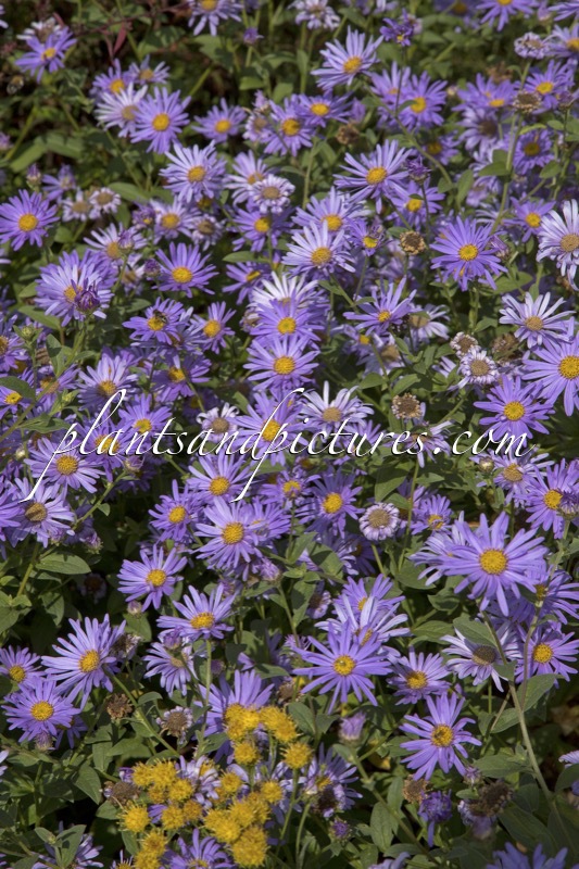 Aster frikartii ‘Mönch’