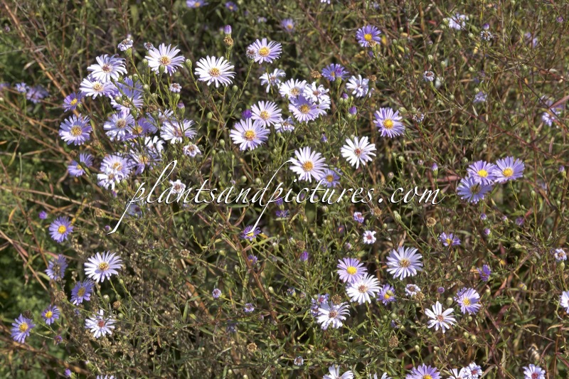 Aster turbinellus