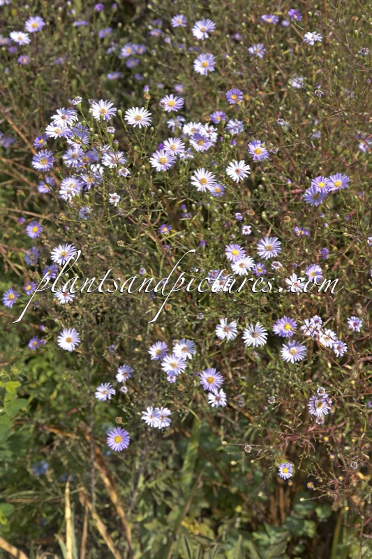 Aster turbinellus