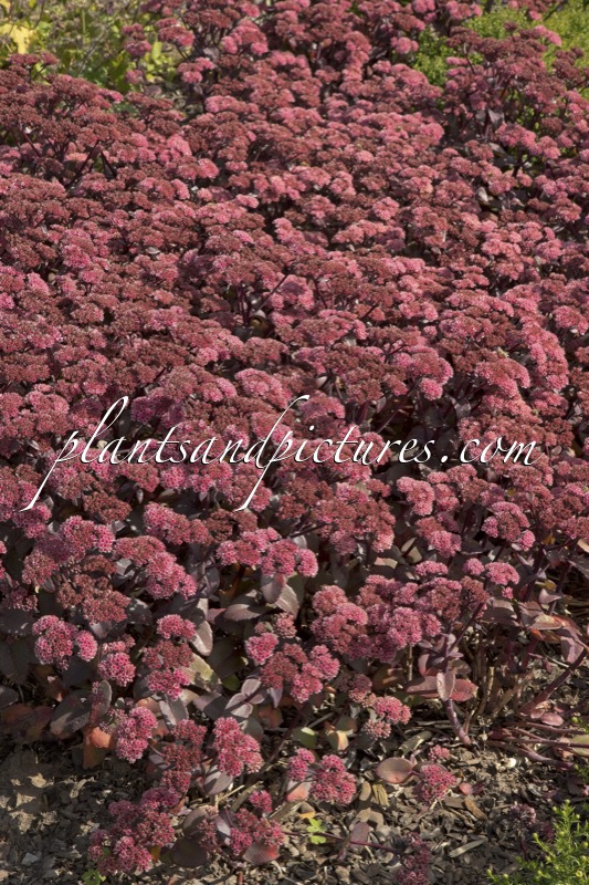 Sedum telephium ‘Karfunkelstein’