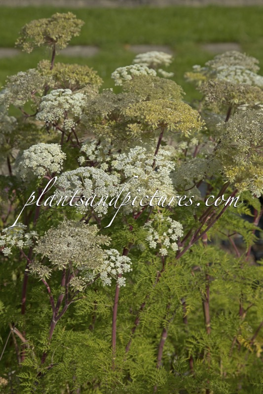 Selinum wallichianum