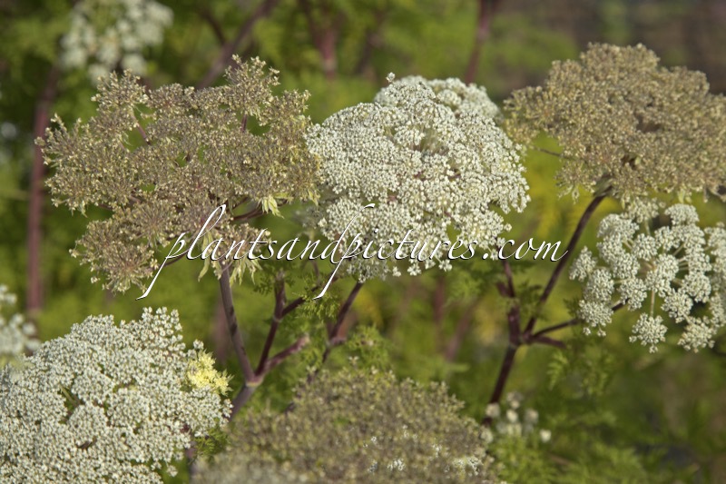 Selinum wallichianum