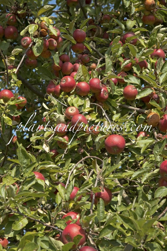 Malus domestica ‘Roter Herbstkalvill’