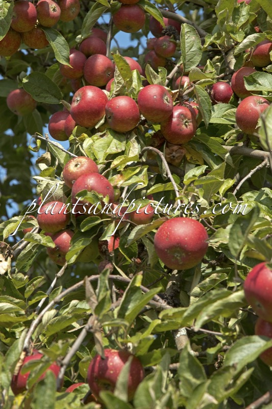 Malus domestica ‘Roter Herbstkalvill’