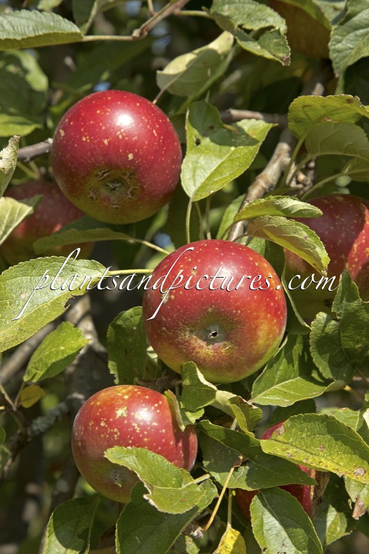 Malus domestica ‘Roter Herbstkalvill’