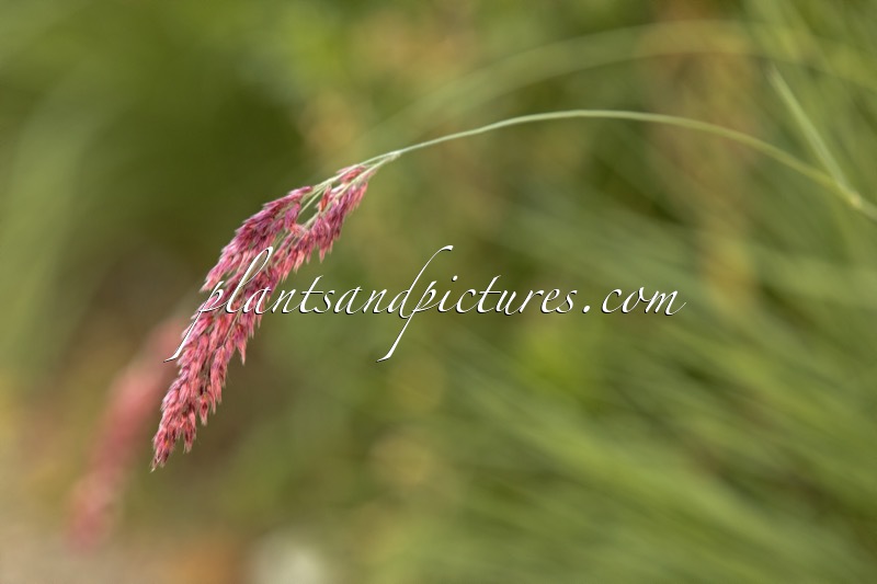 Melinis nerviglumis ‘Savannah’