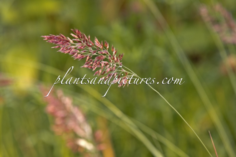 Melinis nerviglumis ‘Savannah’