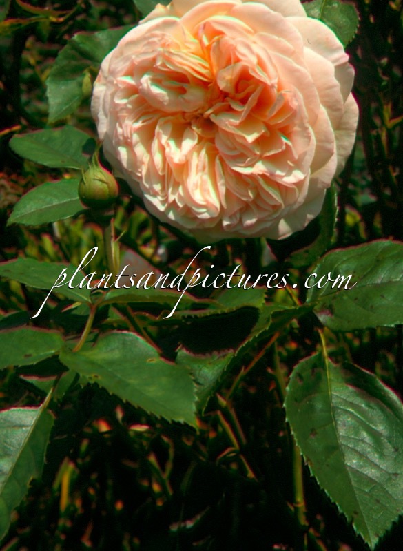 Rosa ‘Ausfather’ (CHARLES AUSTIN)