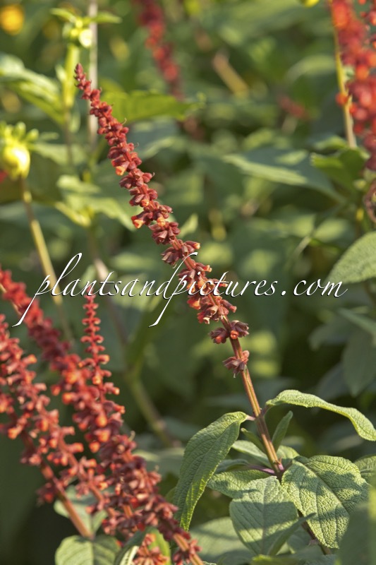 Salvia confertiflora
