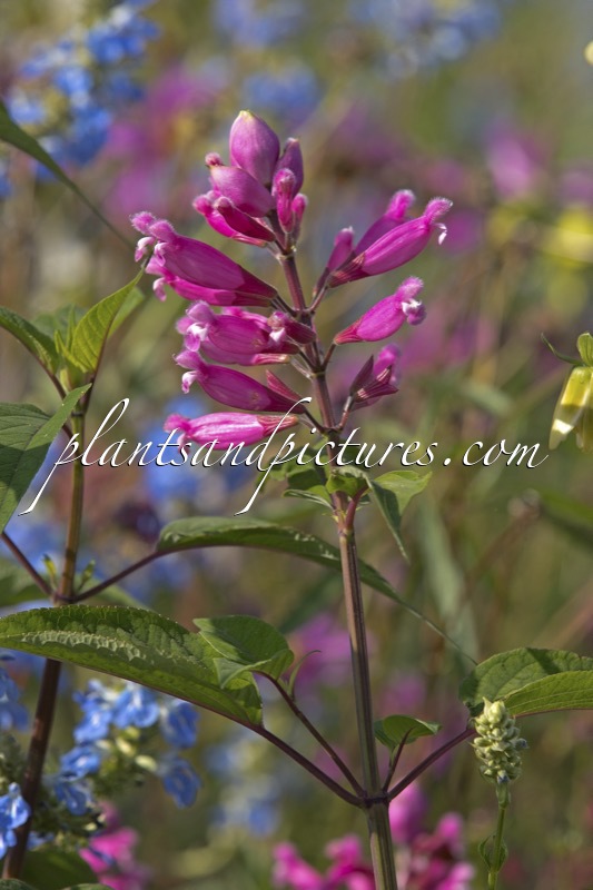 Salvia involucrata ‘Bethellii’