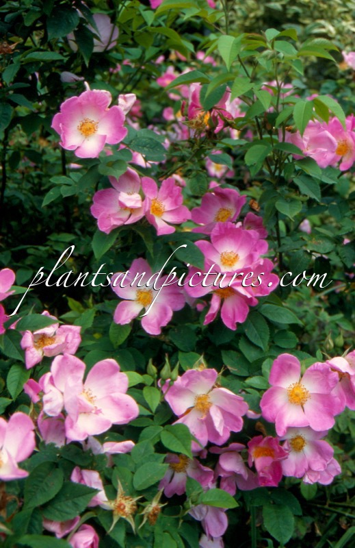 Rosa ‘Complicata’