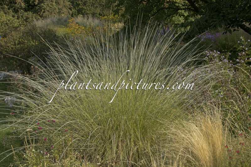Muhlenbergia rigens