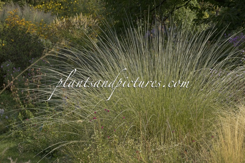 Muhlenbergia rigens