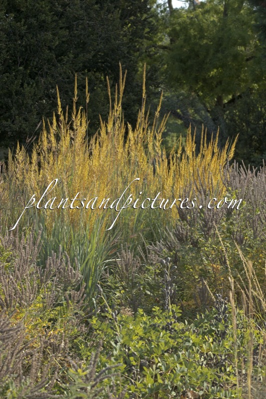 Sorghastrum nutans