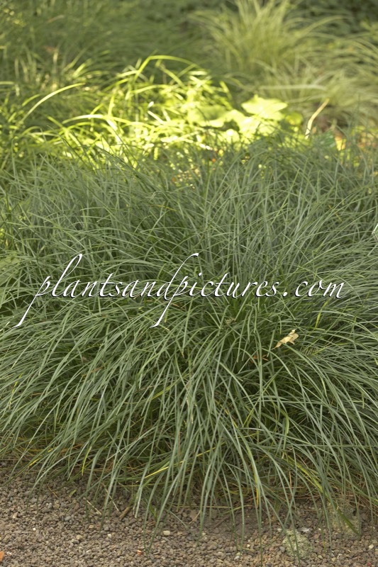 Ophiopogon bodinieri