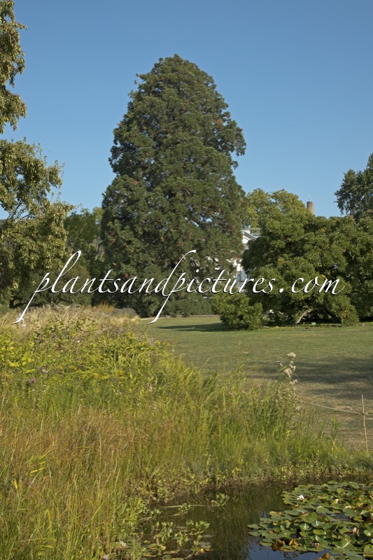 Sequoiadendron giganteum