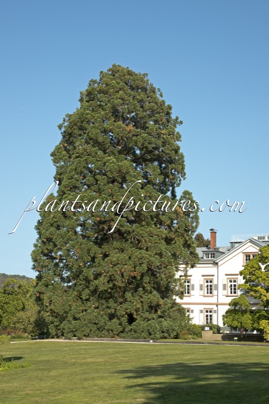 Sequoiadendron giganteum