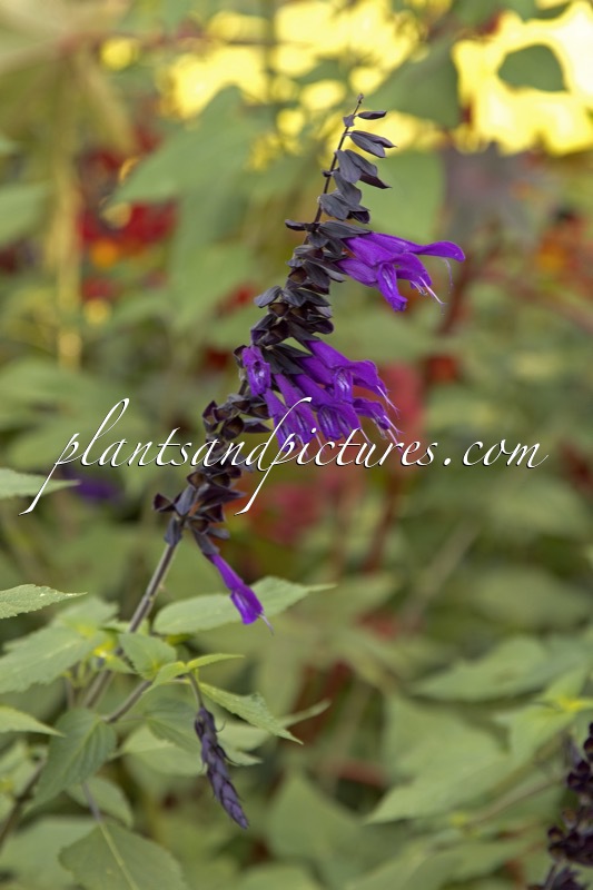 Salvia ‘Amistad’