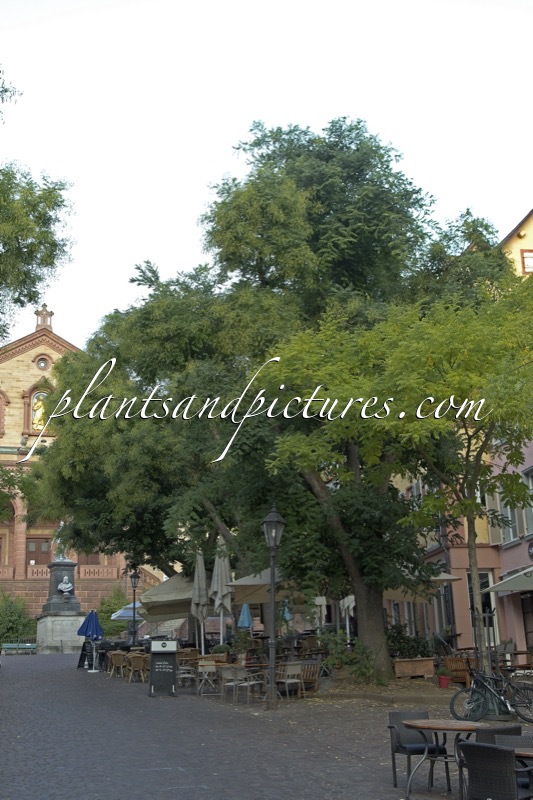 Styphnolobium japonicum