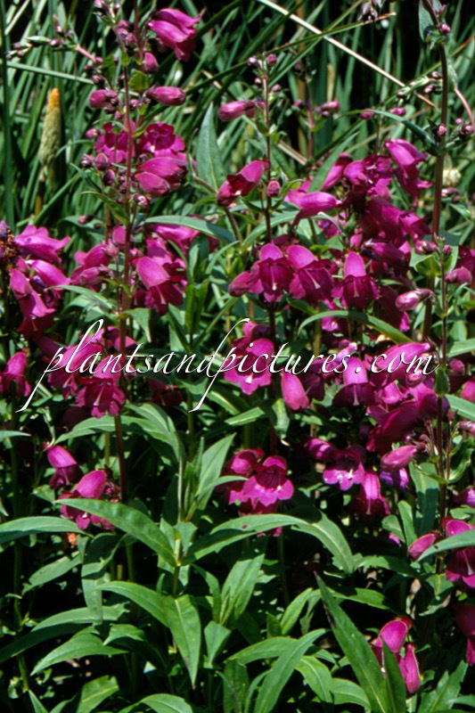 Penstemon ‘Burford Seedling’