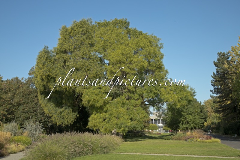 Styphnolobium japonicum