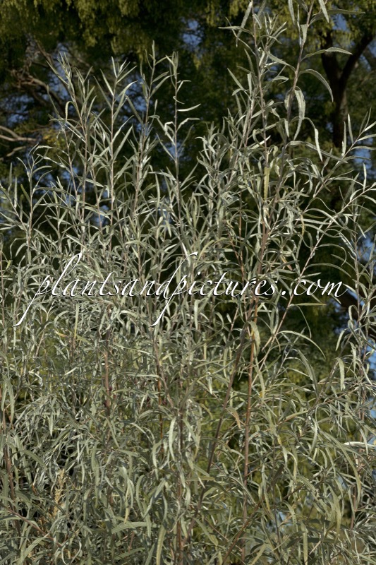 Salix exigua