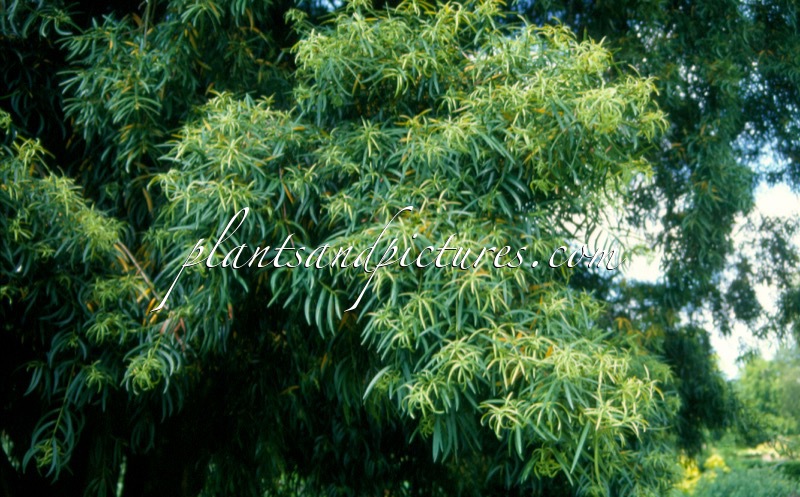 Podocarpus salignus