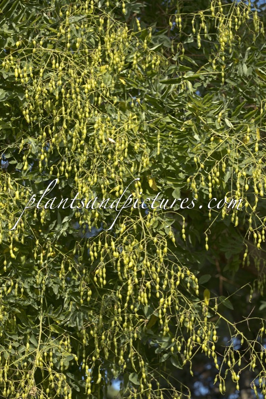 Styphnolobium japonicum