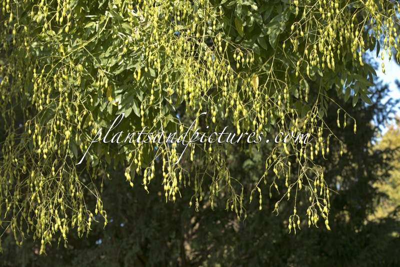 Styphnolobium japonicum