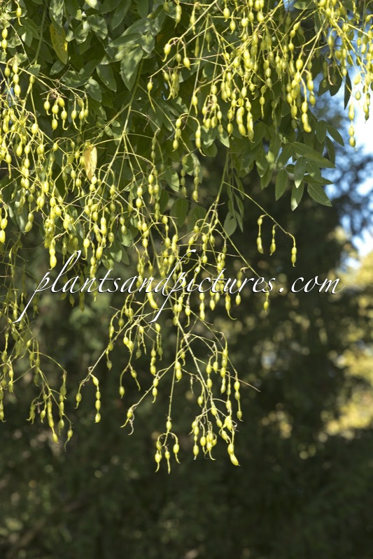 Styphnolobium japonicum