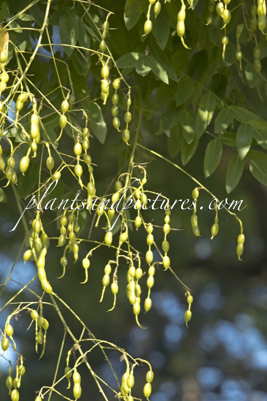 Styphnolobium japonicum