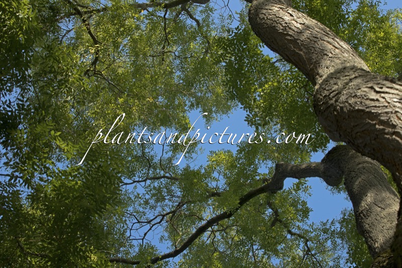 Styphnolobium japonicum