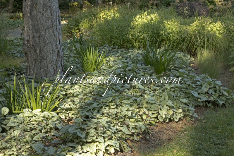 Brunnera macrophylla ‘Jack Frost’