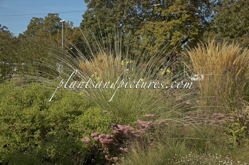 Muhlenbergia rigens