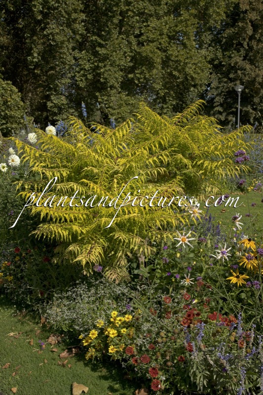 Rhus typhina ‘Bailtiger’ (TIGER EYES)