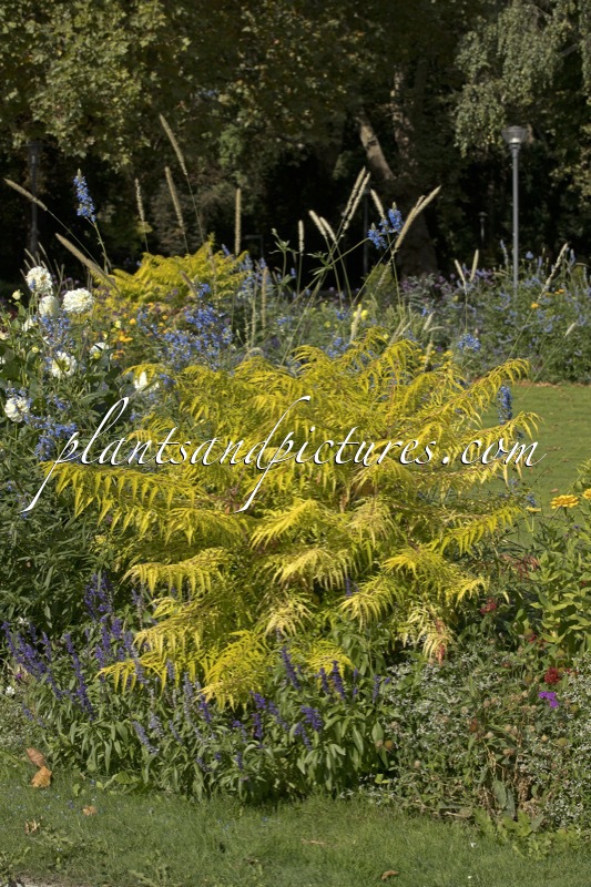 Rhus typhina ‘Bailtiger’ (TIGER EYES)