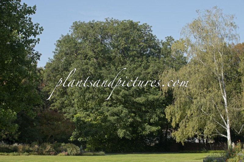 Pterocarya fraxinifolia