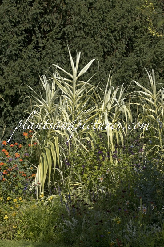 Arundo donax ‘Versicolor’