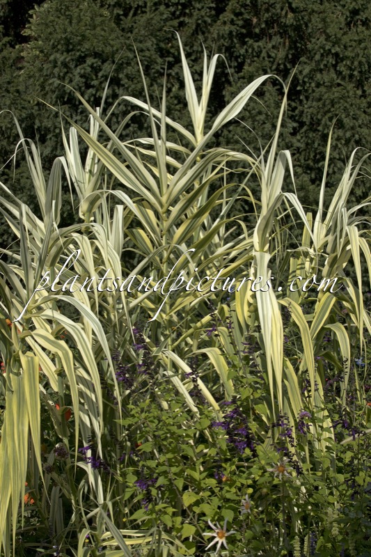 Arundo donax ‘Versicolor’