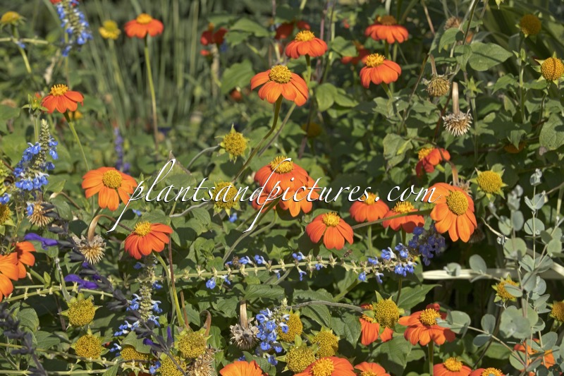 Tithonia rotundifolia