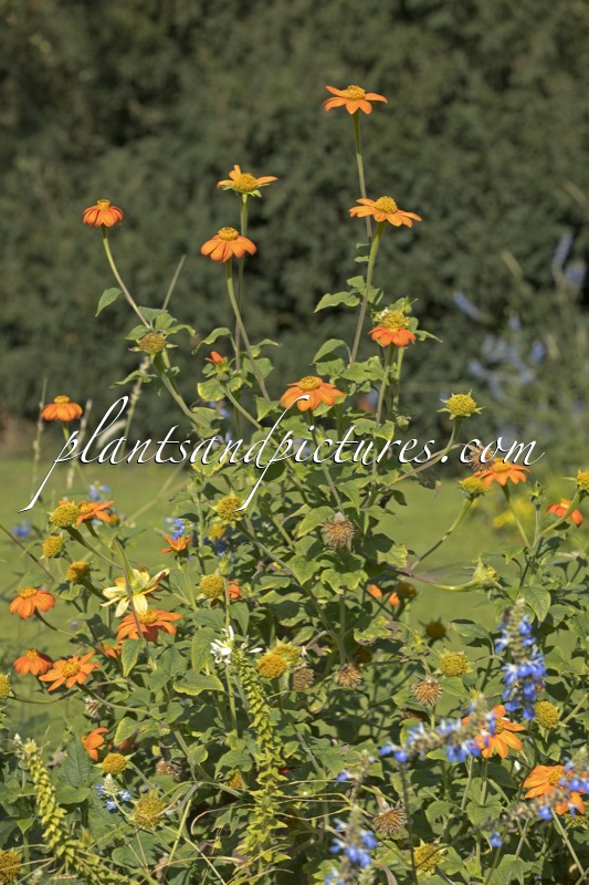 Tithonia rotundifolia
