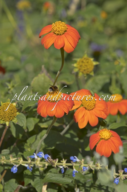 Tithonia rotundifolia