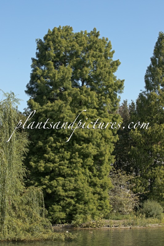 Taxodium distichum var. imbricatum