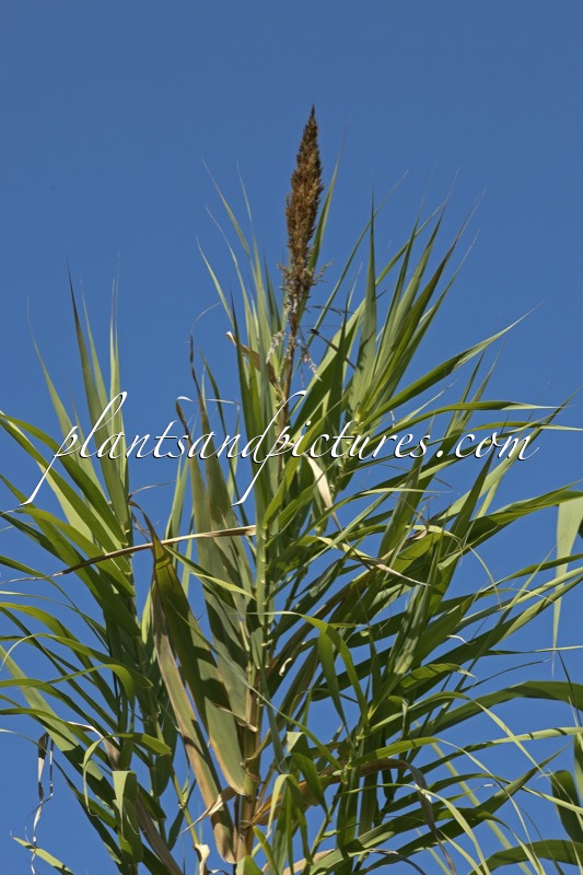 Arundo donax