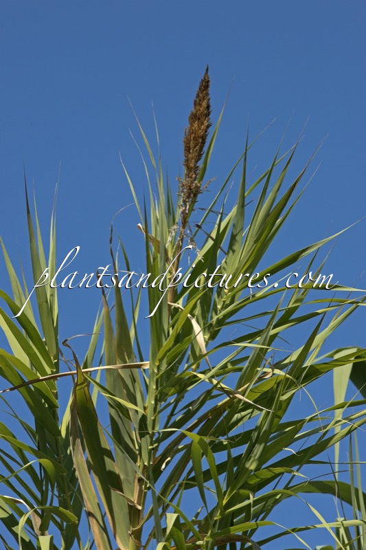 Arundo donax